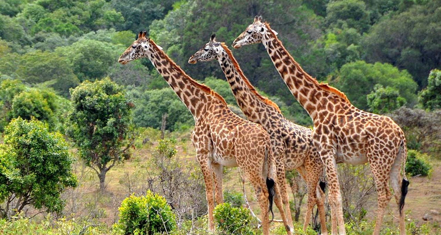 3 Days 2 Nights Mikumi National Park / Udzungwa Mountains National Park