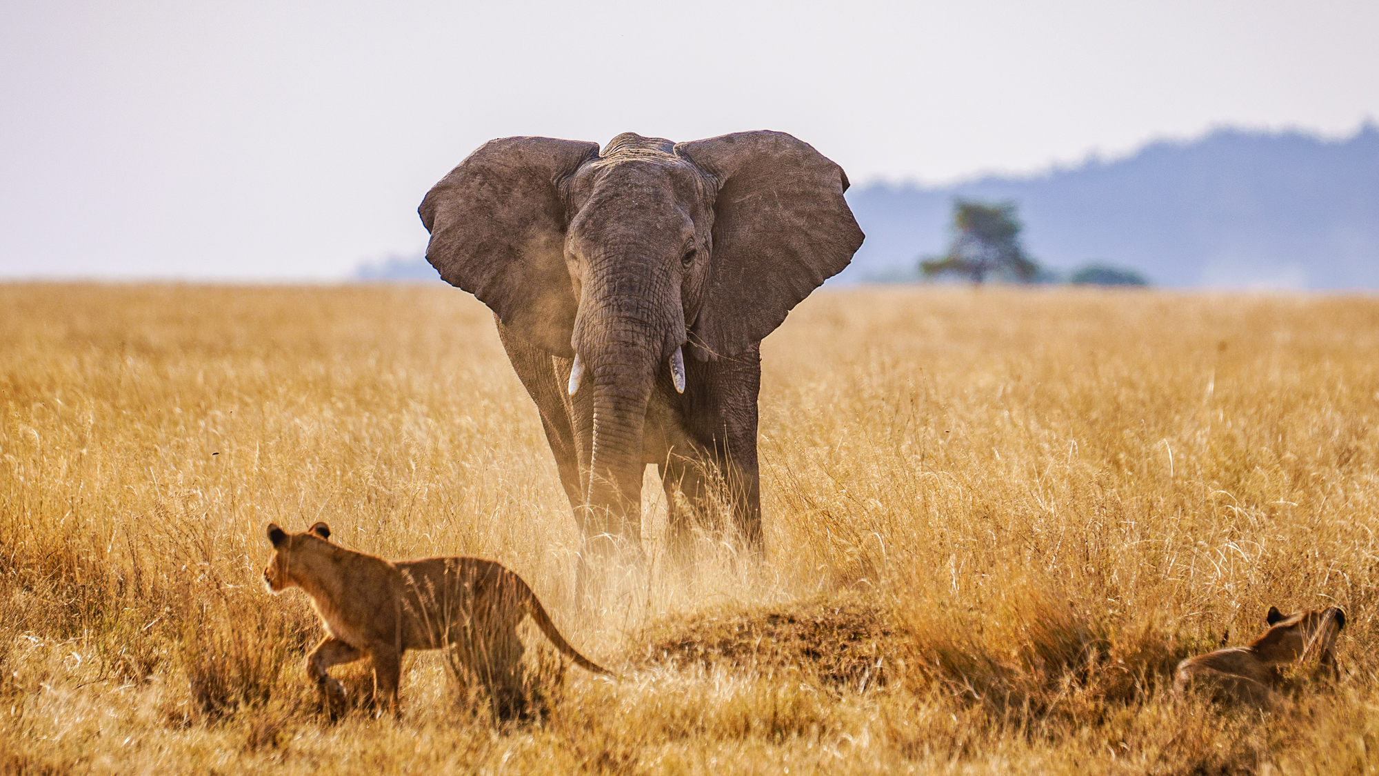 Serengeti and Central Serengeti Safari