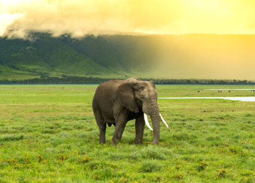 Ngorongoro conservation area