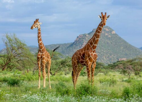 Mkomazi National park