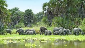 6-day safari to Selous Game Reserve