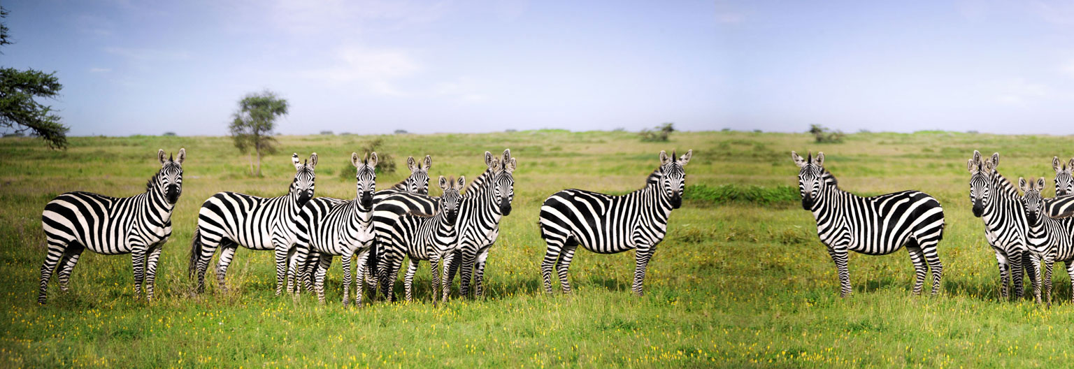 Mikumi National Park