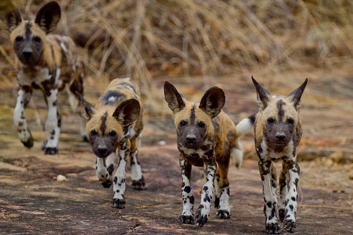 Katavi National park