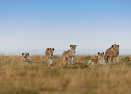 Ruaha National Park