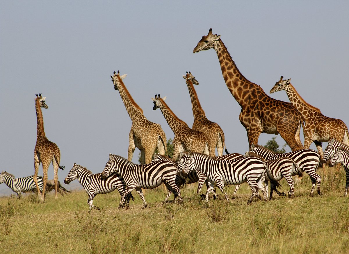 Arusha National park