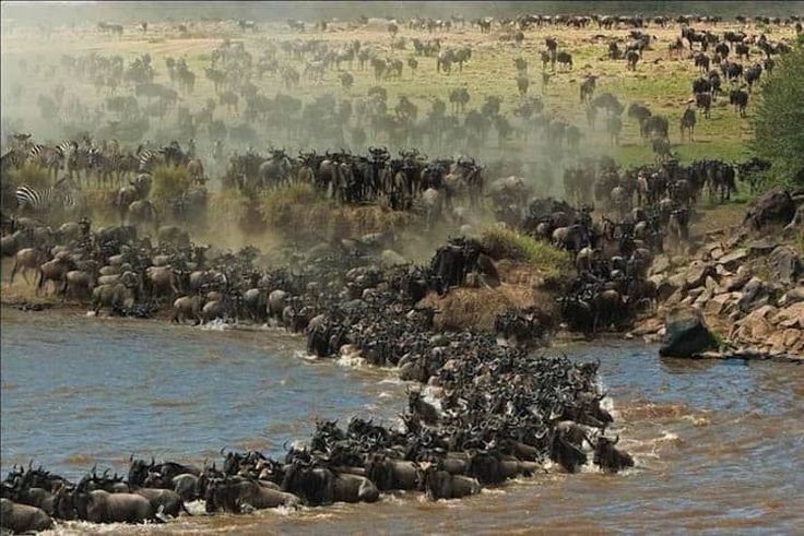 Wildebeest Migration